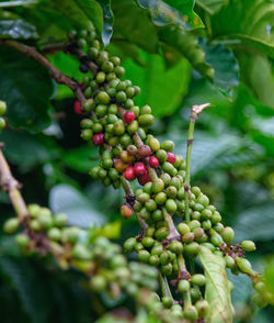 Close-up of berries growing on tree