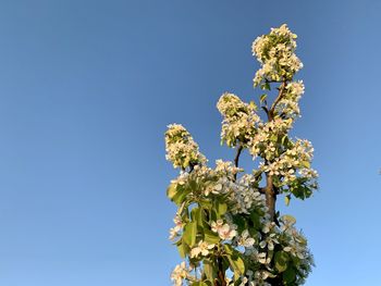 Low angle view of flowering plant against clear blue sky