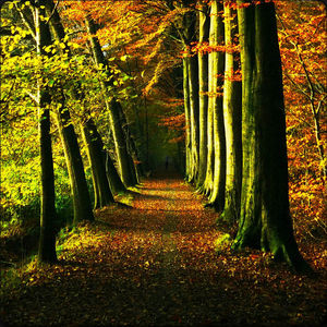 Pathway along trees in forest