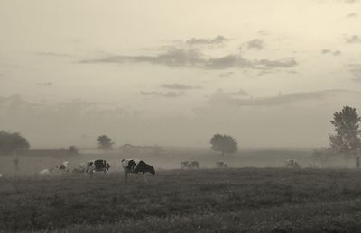Horse grazing on grassy field