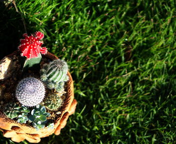 Close-up of fruits growing on field