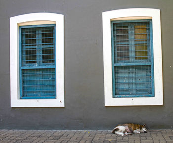 Cat on window of building