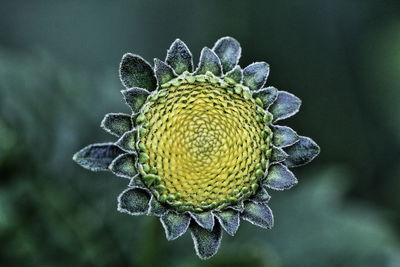 Close-up of flower against blurred background