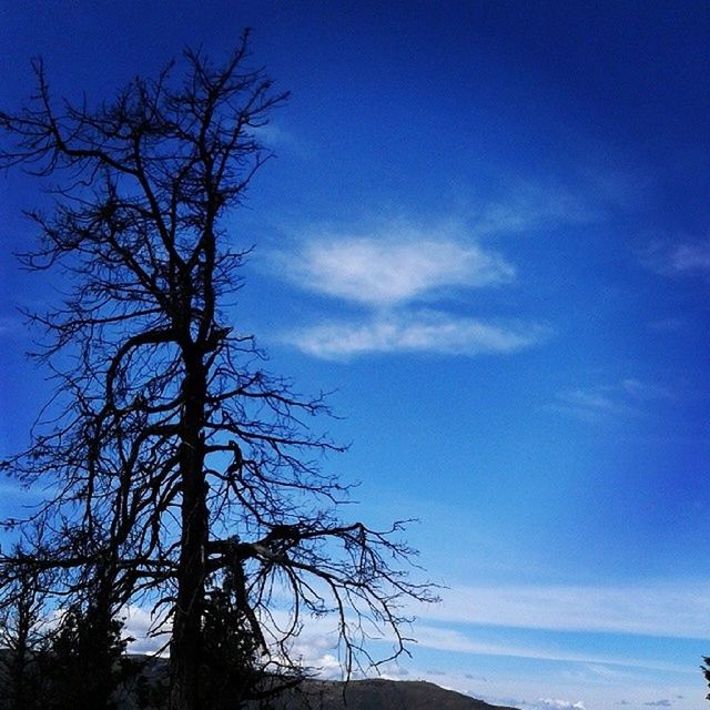 bare tree, blue, low angle view, tree, sky, tranquility, branch, beauty in nature, silhouette, tranquil scene, scenics, nature, clear sky, tree trunk, outdoors, cloud, no people, cloud - sky, day, idyllic