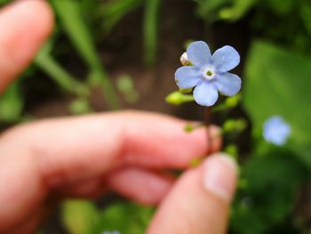 Close-up of hand holding flower against blurred background