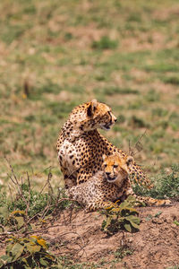 Cheetah with cub on field