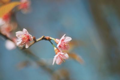 Close-up of flowers on branch