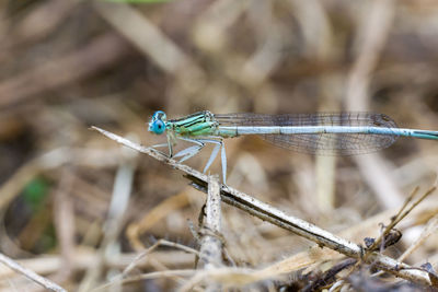 Close-up of dragonfly on plant