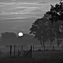 Trees on field against sky