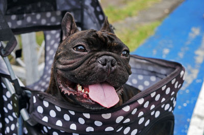 Close-up portrait of a dog