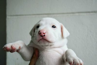 Close-up portrait of puppy