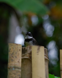 Close-up of bird perching on wooden post