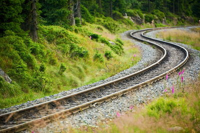 Railroad tracks by road amidst trees