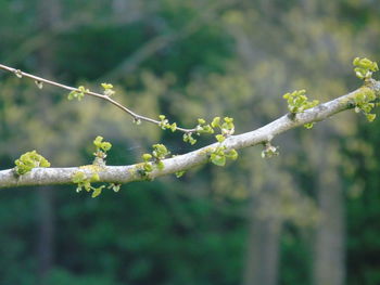 Close-up of plants against blurred background