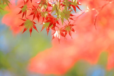 Close-up of red maple leaves on tree