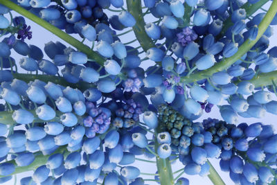 Close-up of blue flowering plant