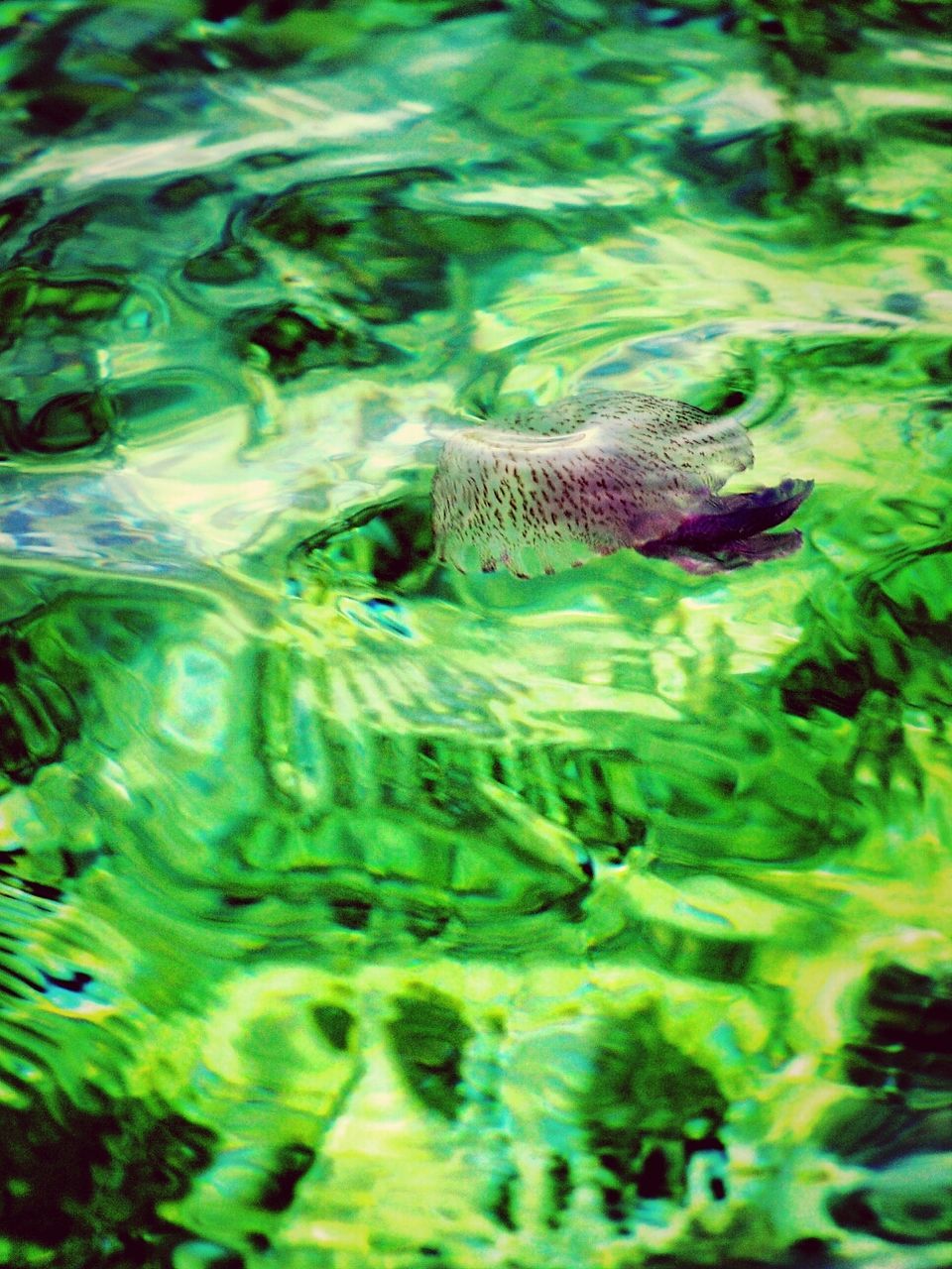 water, animal themes, animals in the wild, nature, wildlife, green color, one animal, underwater, waterfront, swimming, beauty in nature, plant, close-up, high angle view, reflection, pond, no people, day, outdoors, selective focus