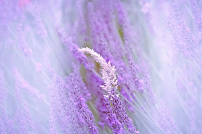 Close-up of lavenders on field