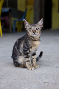 Portrait of cat