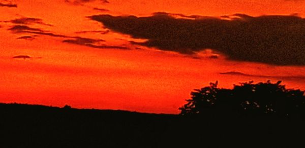 Silhouette trees against dramatic sky during sunset