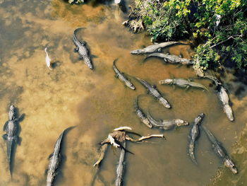 High angle view of crocodiles in shallow lake