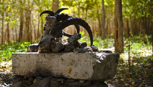 Statue on rock in forest