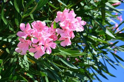 Close-up of pink flowers