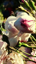 Close-up of white flowers