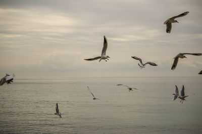 Seagulls flying over sea against sky