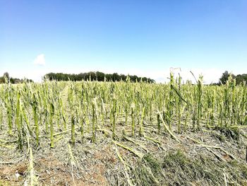 Crops growing on field against clear sky