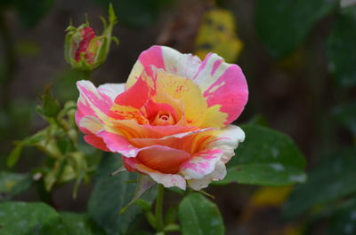 Close-up of pink rose blooming outdoors