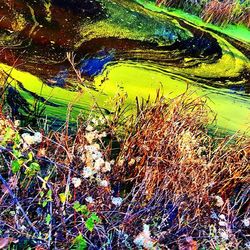 Plants and trees in water