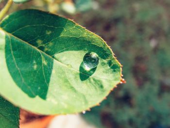 Close-up of fresh green leaves with dew drops