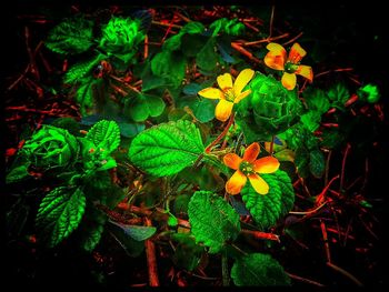 Close-up of plants at night