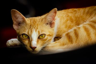 Close-up portrait of a cat