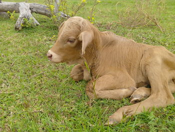 View of a dog relaxing on field