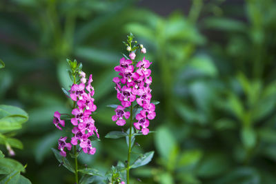 Close-up of purple flowering plant