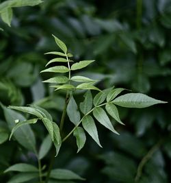 Close-up of fresh green leaves
