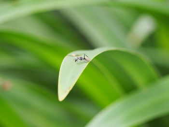 Close-up of insect on leaf