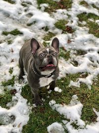 Portrait of a dog in snow