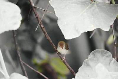 Close-up of plant against blurred background