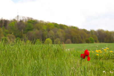 Red poppy flower on field