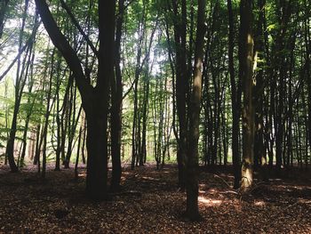 Trees in forest