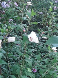 Close-up high angle view of flowers