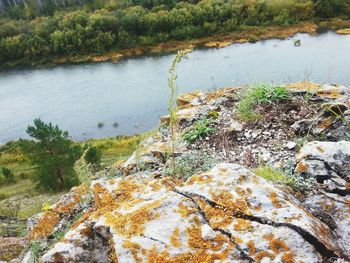 Moss growing on rock by river