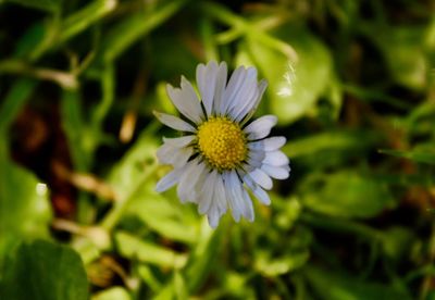 Close-up of white flowering plant