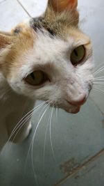 Close-up portrait of cat
