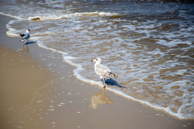 High angle view of seagulls on beach