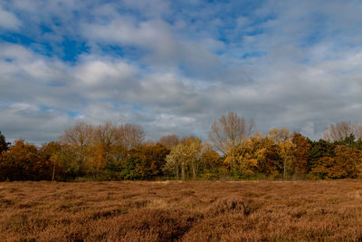 Scenic view of trees on field against sky