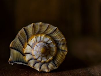 Close-up of seashell on sand